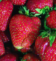 No salt for me, but feel free to salt the rim for your cocktail! Strawberries Bonnie Plants