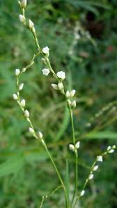 Image result for Persicaria glomerata