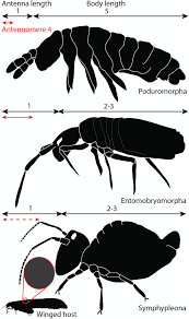 On november 26, 2013 · category: Fossil Amber Reveals Springtails Longstanding Dispersal By Social Insects Bmc Ecology And Evolution Full Text