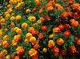 Image result for Tagetes minuta