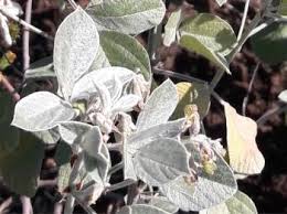 Image result for Rhynchosia galpinii