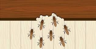 We have a professional team that will understand your. Do You Think You Have Termites Sydney S Best Pest Control