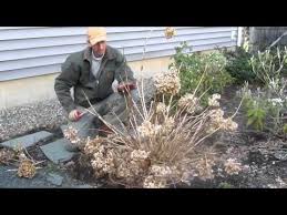 Pruning Endless Summer Hydrangea In The Spring By Landscapeconsultat Endless Summer Hydrangea Pruning Endless Summer Hydrangeas Endless Summer Hydrangea Care
