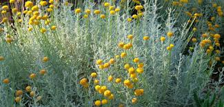 Image result for Helichrysum rhodellum