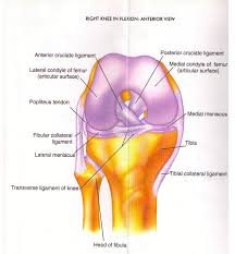 It allows the lower leg to move relative to the thigh while supporting the body's weight. Knee Injuries And Knee Pain Renwick Sports Physiotherapy Orthopaedic Centre