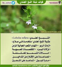 فوائد نبتة التبغ الهندي الطب النبوي والاعشاب Herbs Food