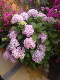 Hortensias En Pot Ils Adorent Hortensias Hortensia Hortensia Hydrangea
