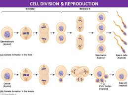 Cells may appear inactive during this stage, but they are quite the opposite. 1 The Difference Between Plant And Animal Cells Is That Animal Cells Contain A Cell Wall And Chloroplasts 2 The Main Source Of Energy For Our Bodies Ppt Download