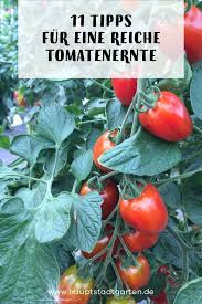 11 Tipps Zum Tomaten Anpflanzen Gartenblog Hauptstadtgarten Tomaten Garten Tomaten Pflanzen Balkon Tomaten Anbauen