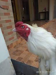 Ayam Jago Putih Mulus Bandungkrajan Ayam Putih Mulus Tembus Facebook