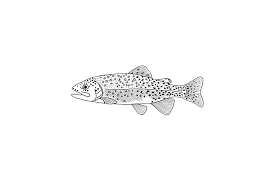 Check spelling or type a new query. Rainbow Trout Drawing By Emily Sin