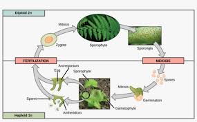 Sexual reproduction produces offspring by the fusion of gametes, resulting in offspring genetically different from the parent or parents. Download Seedless Vascular Plants Reproduction Clipart Do Seedless Vascular Plants Reproduce Png Image Transparent Png Free Download On Seekpng