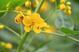 Image result for Senna sophera