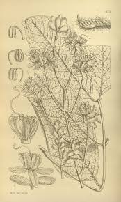 Image result for Isoberlinia