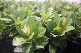 Image result for Ardisia buesgenii