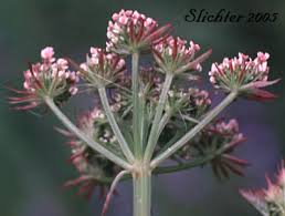 Image result for Oenanthe