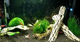 Robot Check Marine Plants Planted Aquarium Aquarium