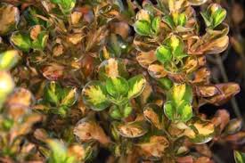 Best Camellia Terrell Weaver In NZ