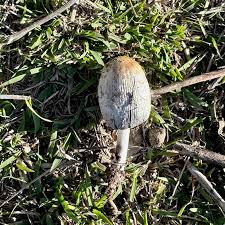 Image result for Coprinus sp.