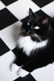 Black And White Tuxedo Cat The Carpet Camouflage Cityscape Bliss Naughty Felines Black And White Tuxedo Cat Kitten Pet Camouflage White Cats Beautiful Cats Pretty Cats
