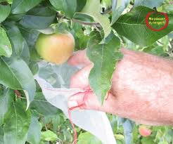 L Ensachage Pour La Protection Des Fruits Ma Passion Du Verger