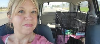 NORTH CAROLINA!! THIS ADORABLE YOUNG LITTLE CHOW BOY NEEDS RESCUE OR  ADOPTER SO HE DOESN'T GO TO SHELTER WHERE HE WILL HAVE NO CHANCE AT GETTING  A NEW LIFE!! PLEASE SHARE, PLEDGE