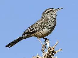 It all sounds a bit dramatic, but that cactus feels like how to watch out for hidden sugar and replace with leaner substitutes|diana le dean. Cactus Wren Identification All About Birds Cornell Lab Of Ornithology