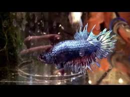 Top 50 Most Beautiful Colorful Betta Fish In The World 2015 Youtube Betta Betta Fish Fish Pet
