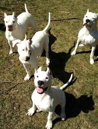 Pin By Al Ha On Dogo Argentino Dog Argentino Dog Personality Beautiful Dogs
