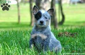 Page Not Found Heeler Puppies Blue Heeler Puppies Australian Cattle Dog Puppy