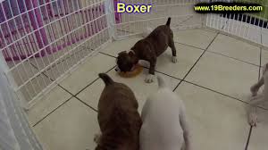 Thanks and share to get a discount.don't forget to share and like this post #boxer #boxerpuppyfor #sale #boxer for sale near #boxerpuppiesforsalenearme | boxer puppy for sale in. Boxer Puppies Dogs For Sale In Saint Louis County Missouri Mo 19breeders Columbia Youtube