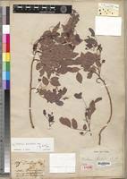 Image result for Dalbergia bracteolata