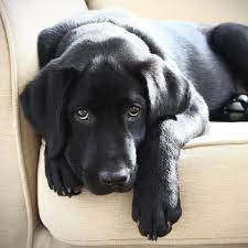 There is a rehoming fee 2 month old labrador female and male needing a new. 10 Black Dog Breeds Doberman Pinchers Black Labrador Retriever And More