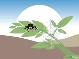 Spiders often eat flies and other insects that plague our patios and indoor spaces. How To Overcome The Fear Of Spiders 15 Steps With Pictures