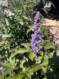 Image result for Vitex franceseana