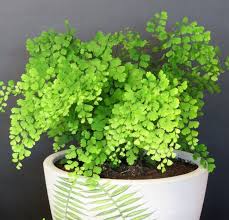 21 Beautiful North Facing Window Plants With Pictures Smart Garden Guide In 2020 Hanging Plants Indoor Closed Terrarium Plants Apartment Plants