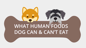 Yes, dogs can eat blueberries. 50 Human Food Your Dogs Can And Can Not Eat Cyberpet