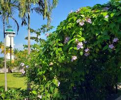 Image result for Thunbergia reticulata