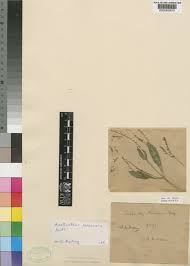 Image result for Andropogon perligulatus