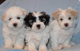 Take a sneak peak at the movies coming out this week (8/12) mondays at the movies: Female Maltese Shih Tzu Puppies For Sale In Hollister Missouri Classified Americanlisted Com