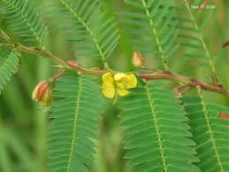 Image result for Chamaecrista fenarolii