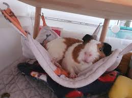 Guinea pigs just love climbing into a cozy hanging hammock bed and snoozing or relaxing in peace. Guinea Pig Hammock Pet Supplies For Small Animals Pet Accessories On Carousell