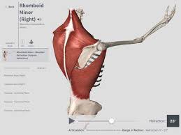 Whether you're an anatomy student, physician or just someone who likes to learn about the human body, there are several mobile apps out there that can help enhance both your learning experience. 8 Best Ios Anatomy Apps As Of 2021 Slant