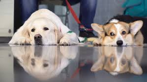 Image Of Golden Retriever And Stock Footage Video 100 Royalty Free 23913577 Shutterstock