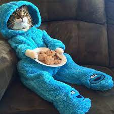 Poor Cat Dressed Up As A Cookie Monster Doesn T Look Very Comfortable But Looks So Cute Kitty Adorabl Funny Animal Pictures Cute Animals Funny Animals