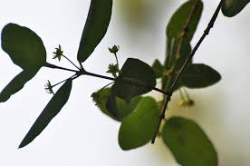 Image result for Monopsis zeyheri