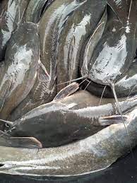 Top Tips For Improving African Catfish Farming | The Fish Site
