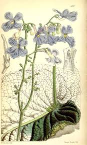 Image result for Streptocarpus goetzei