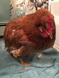 First, to clarify, the swollen red bottom happens only on female baboons. Help My Chicken Is Sick