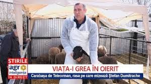 Containerele modulare care sunt destinate spatiilor de birouri pot fi adaptate pentru orice tip de activitate: CarabaÈ™a De Teleorman Rasa AleasÄƒ De Oierul È™tefan Dumitrache Youtube